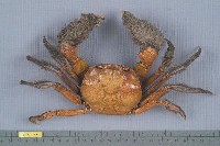 藏品(日本絨螯蟹)的圖片
